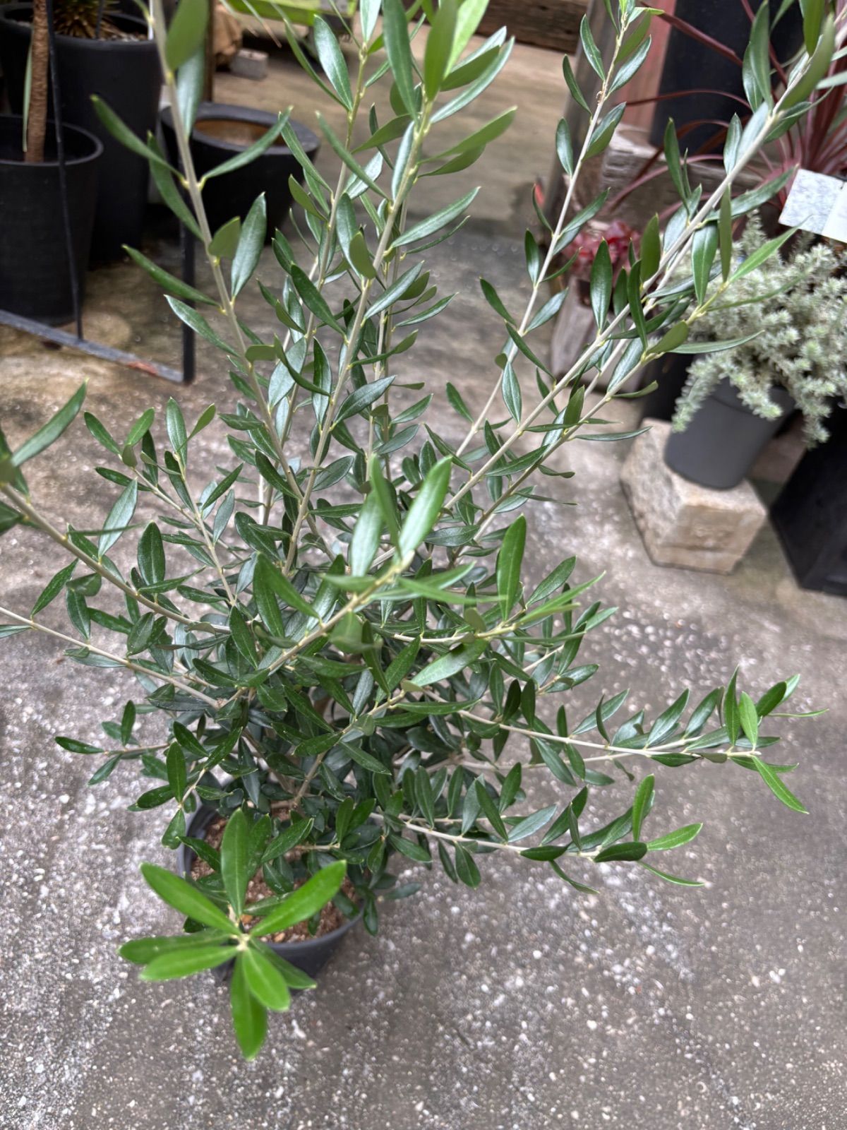 オリーブの木 エルグレコ 和モダン鉢植え 苗 苗木 シンボルツリー 送料込み