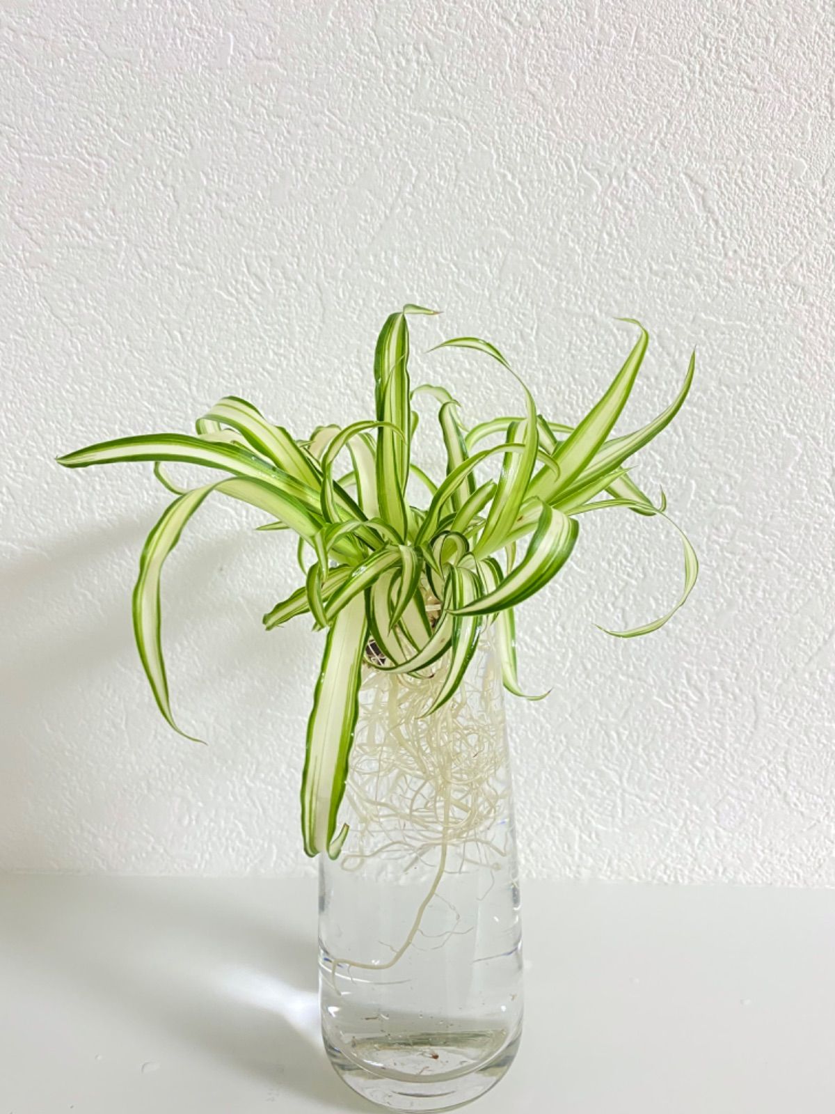観葉植物 ナカフヒロハオリヅルラン 希少品種‼️ 発根済み5株🌱 - メルカリ