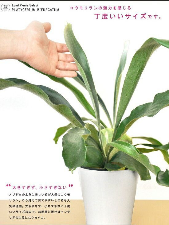 コウモリラン ビカクシダ 6号 白色 プラスチック鉢 受皿付き コウモリ蘭 蘭 プラティケリウム 鹿角 敬老の日 ポイント消化
