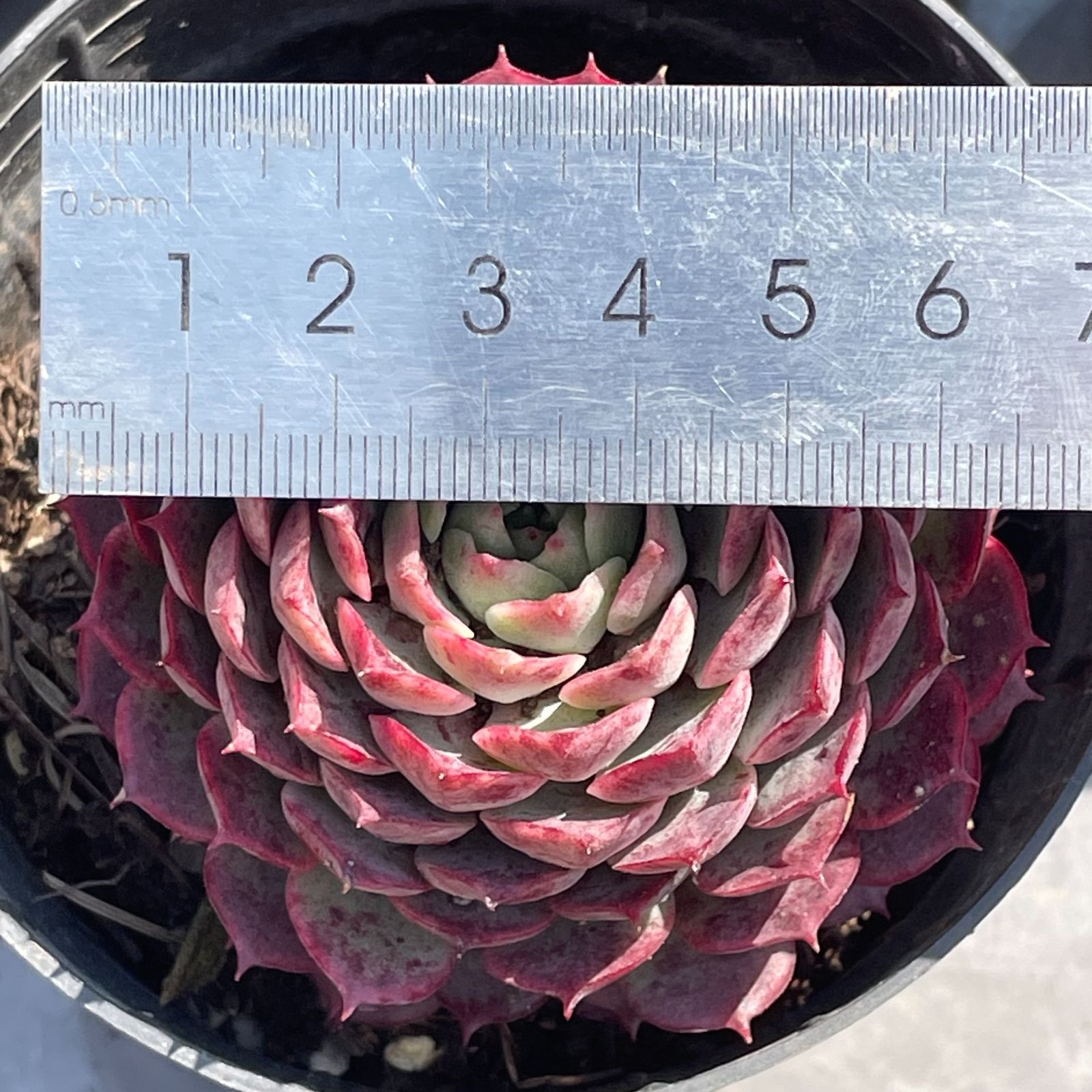 ローズオブビトレイアル◎多肉植物 カット苗 韓国苗 エケベリア等