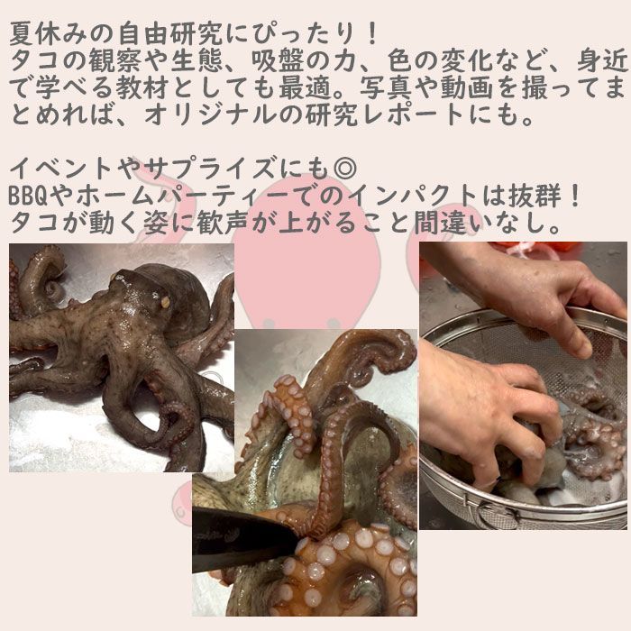 生きたまま発送】 真たこ 1ぱい約1.5kg前後 活き 生 レシピ付き