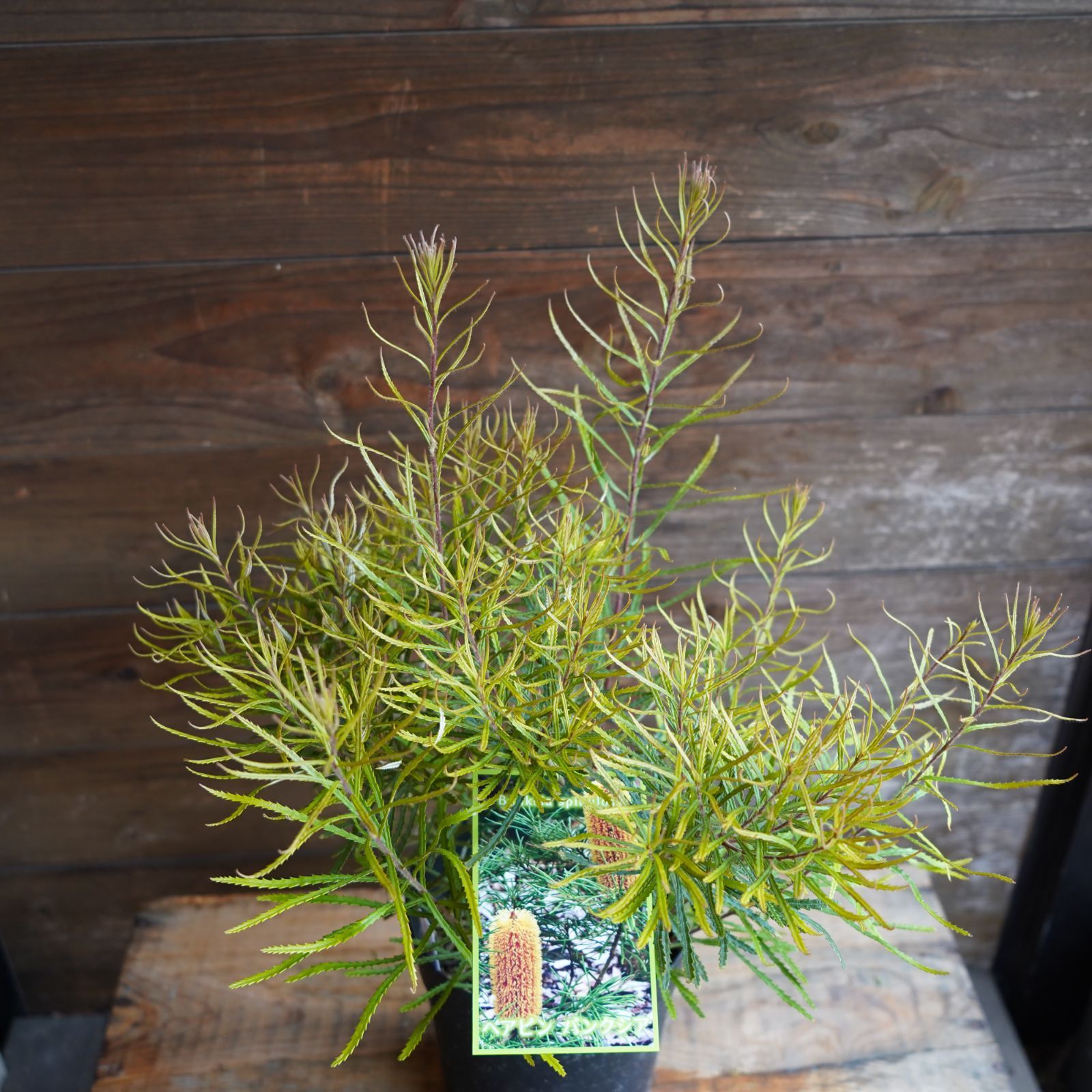 現物】バンクシア ”スピヌローサ” 6号B オージプランツ バンクシア