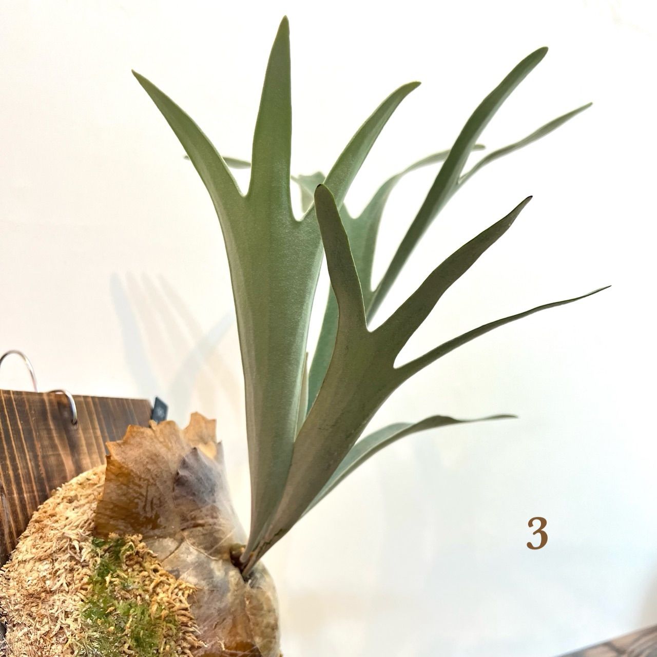 P. veitchii 'Silver frond' OC ベイチーシルバーフロンド 【3