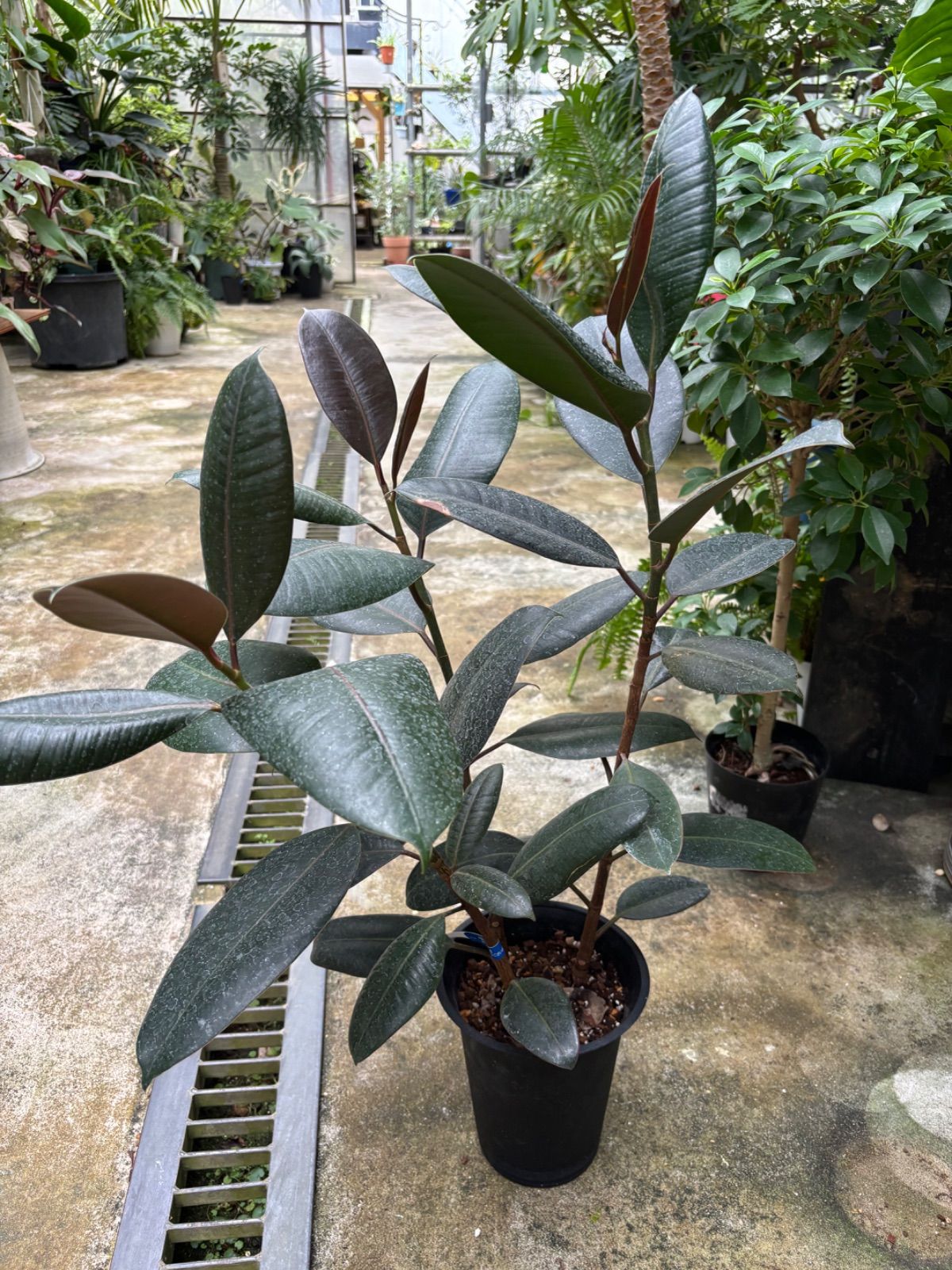 フィカス・バーガンディ 3本立ち 観葉植物 ゴムの木 シック インテリア