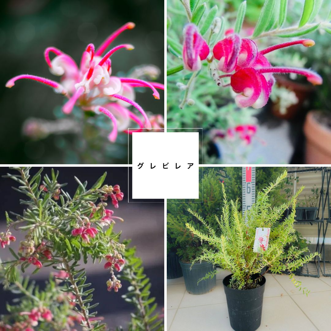 グレビレア　グレープ　　希少　発根済み　β 希少 グレビレア グレープ 大苗