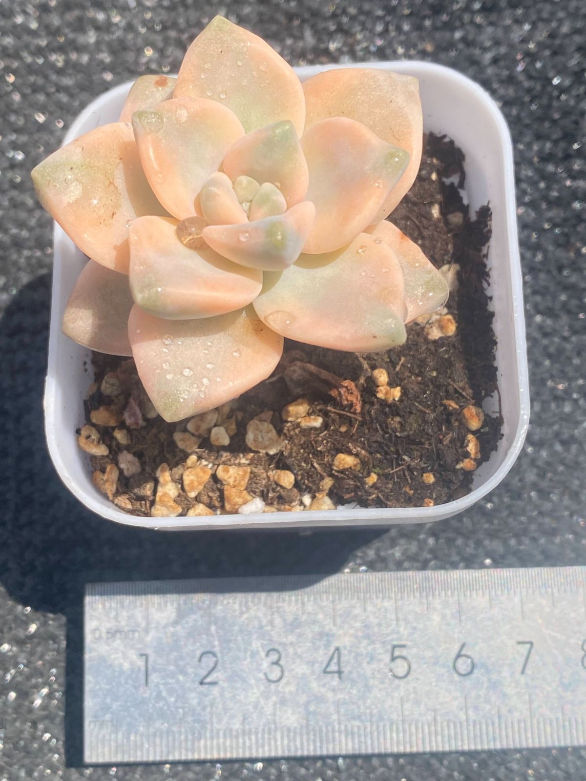 多肉植物 エケベリア