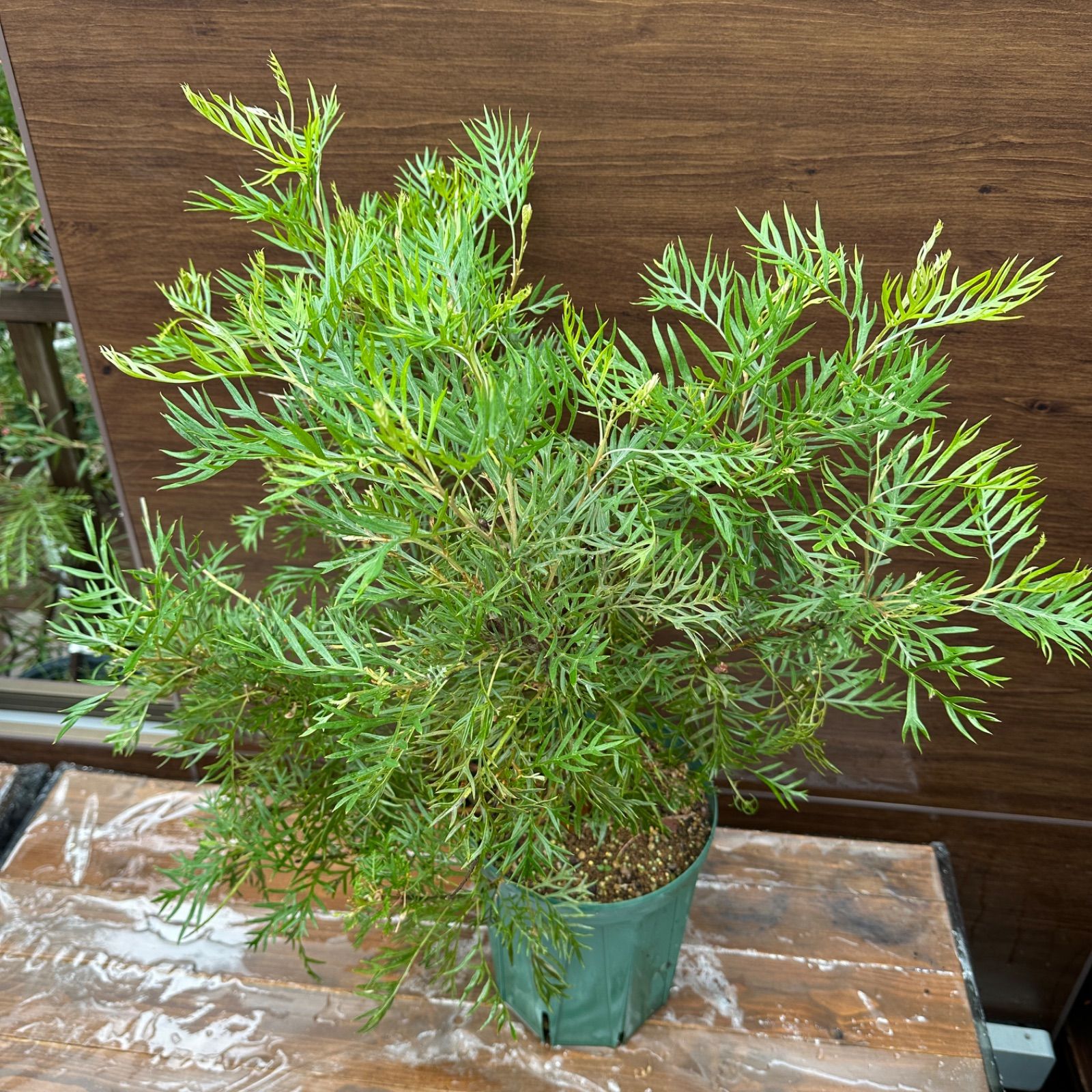 8号 ④ グレビ ピーチアンドクリーム 大株 美株 花終わり オージープランツ