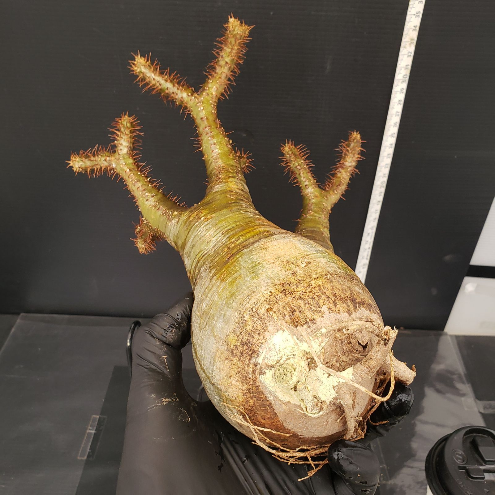 M583【最新到着】Pachypodium グラキリス（M）（現地球・抜き苗