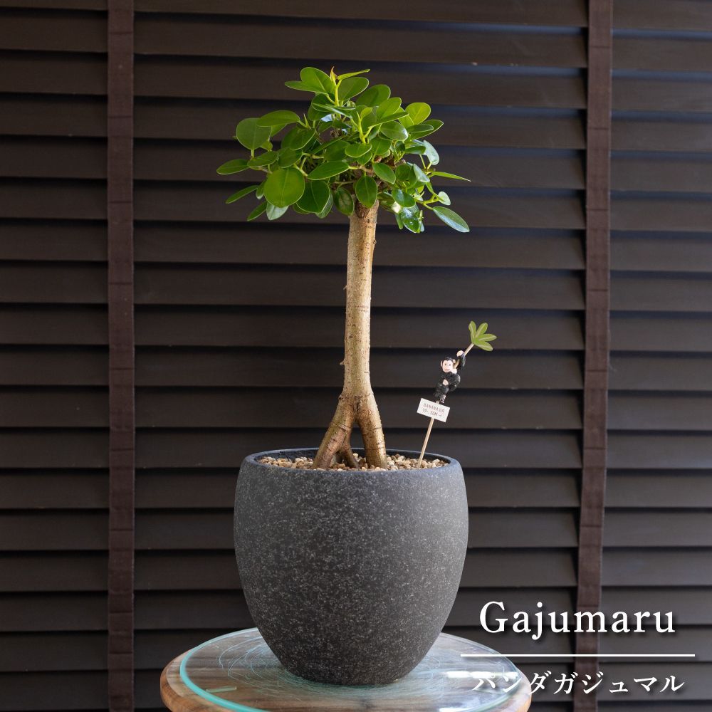 ガジュマル（多幸の木） | 植物の育て方 | 大阪・堺市東区の植物