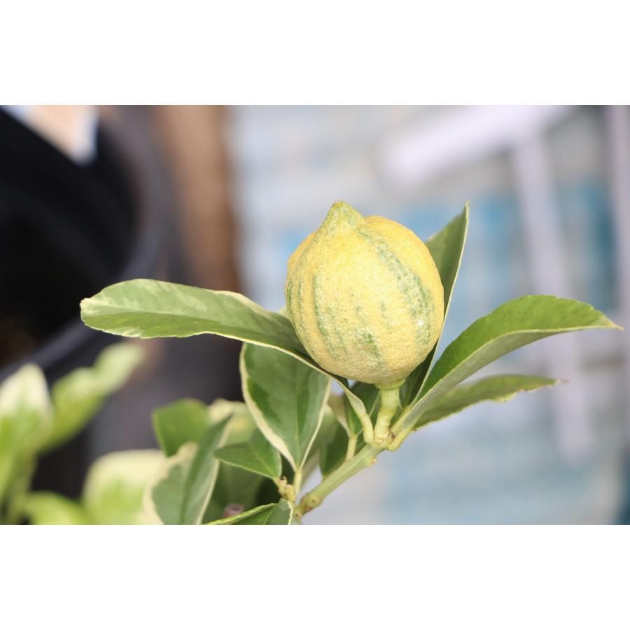 レモンミント様専用 【公式通販】