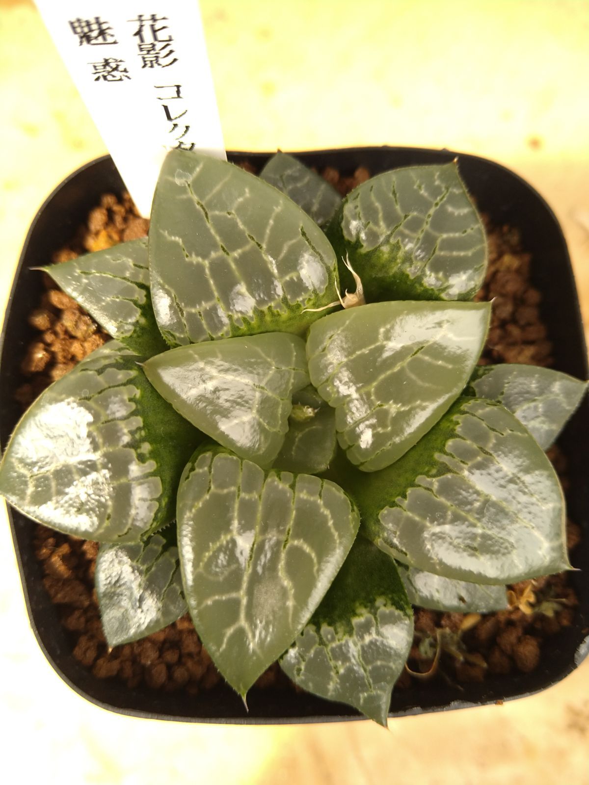 魅惑 花影コレクタ交配実生特選 ハオルチア 多肉植物 - メルカリ