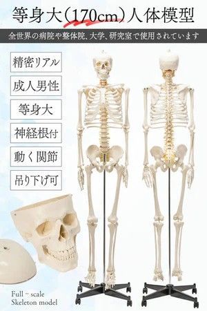 ガイコツ