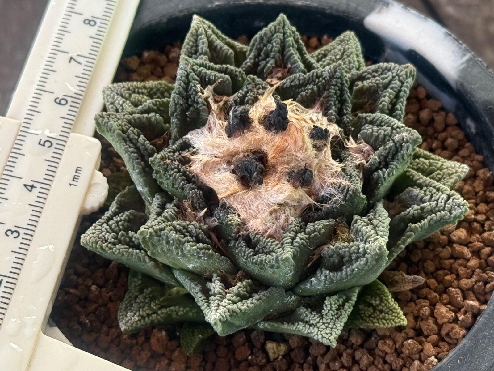亀甲牡丹