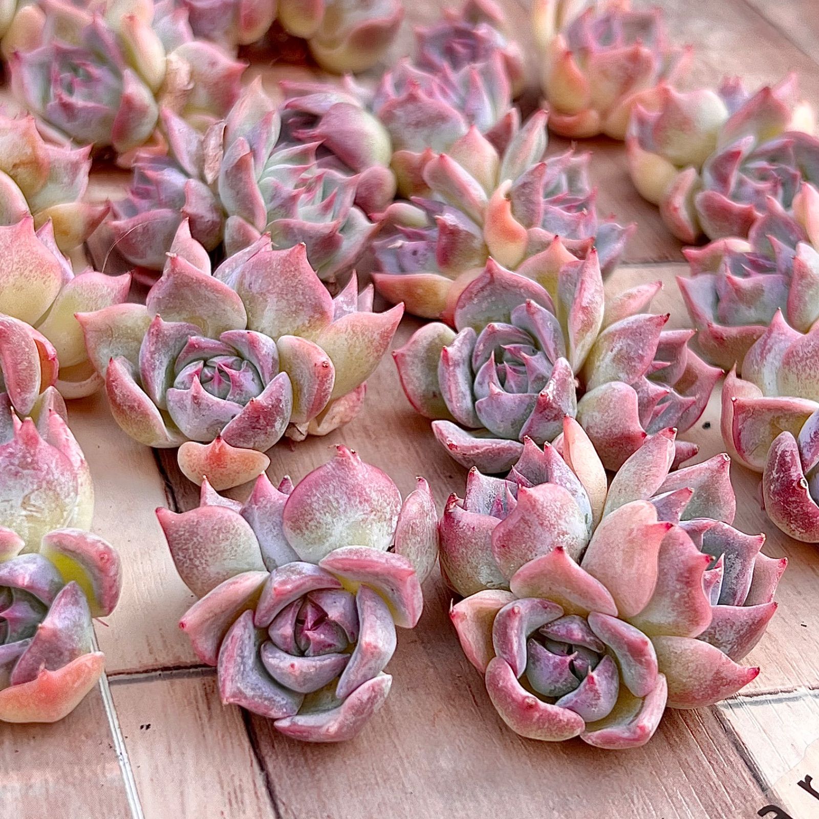 ♣︎ 韓国苗 多肉植物 ピカチュウ 多頭 ♣︎ - インテリア小物