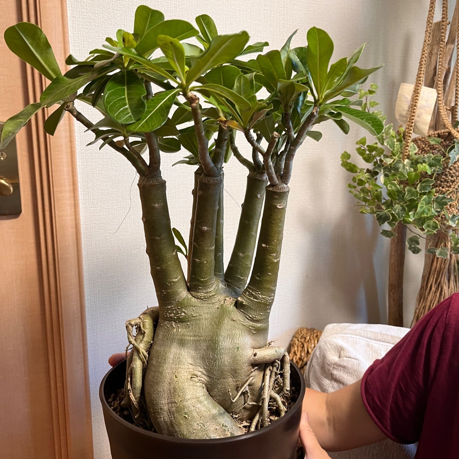 アデニウム　特大　送料込み　塊根植物 4 アデニウム 特大 タコ足 塊根植物 アラビカム オベスム