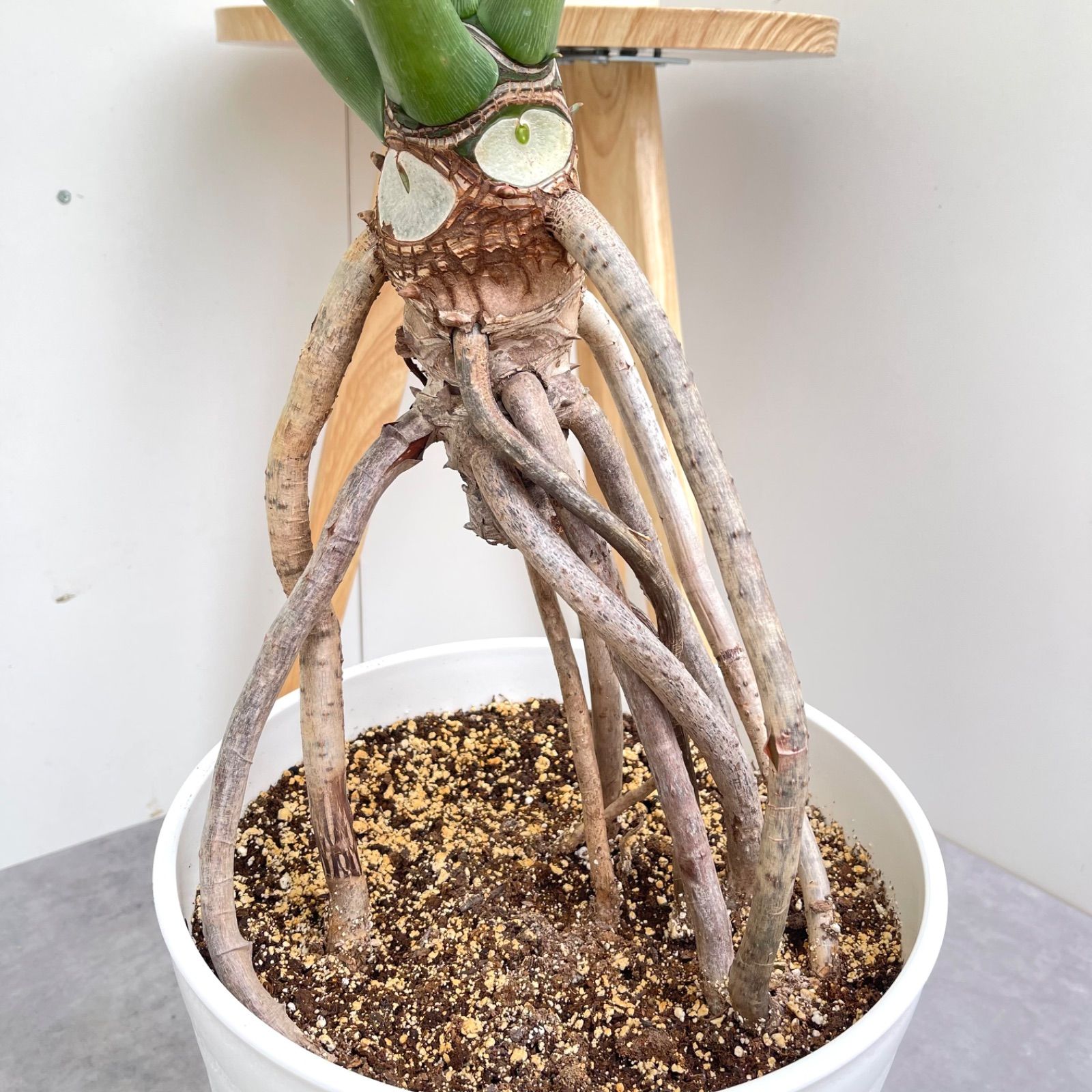 フィロデンドロン セローム 幹上がり【現品】観葉植物 室内 特大
