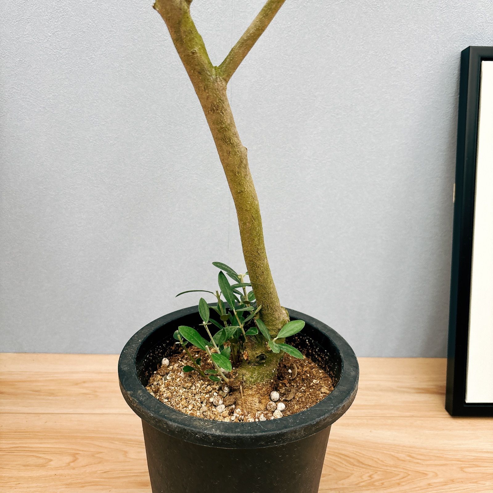 現品］2番 創樹 オリーブ マンザニロ 7号 観葉植物 ベランダ