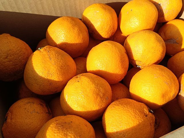 約8ｋｇ 特売品