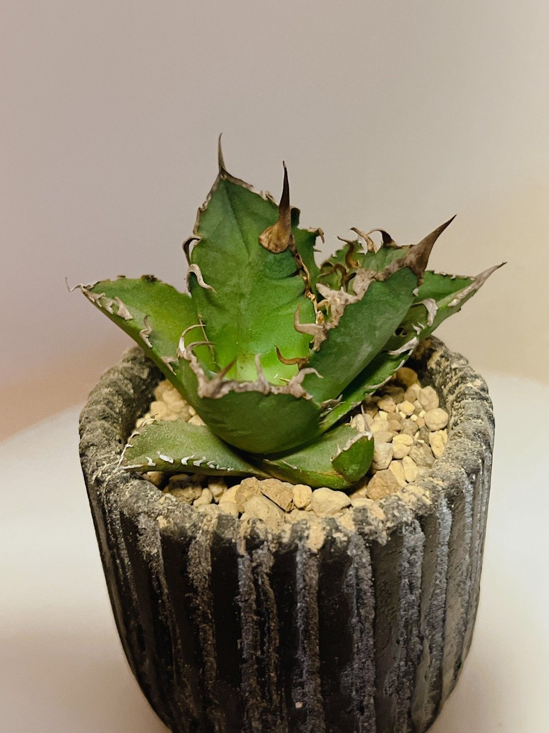 アガベ 多肉植物 チタノタ シーザー 絶品希少株 台湾からの輸入 9cm 