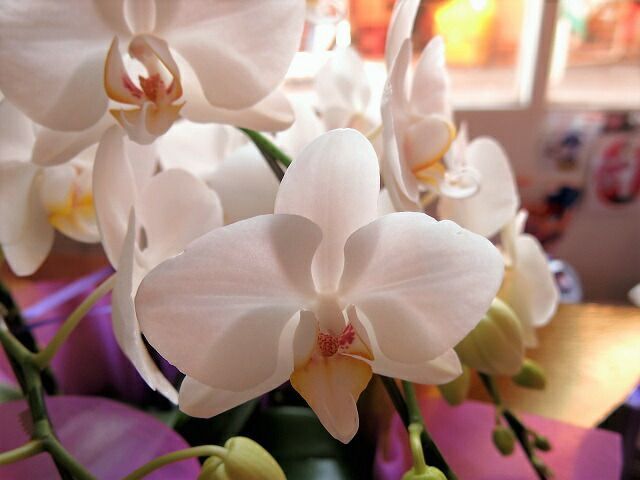 母の日 プレゼント ミニ胡蝶蘭 鉢植え ◆母の日ギフト 花鉢 かわいい胡蝶蘭 花言葉は幸福が飛んでくる♪ YUZUMIYA_COM