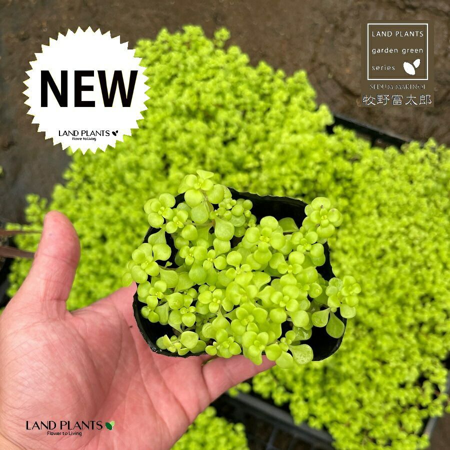 R*N様 ティランジア (ストレプトフィラ ベリーズ x チアペンシス) x デ R*N様 ティランジア (ストレプトフィラ ベリーズ x チアペンシス) x デ