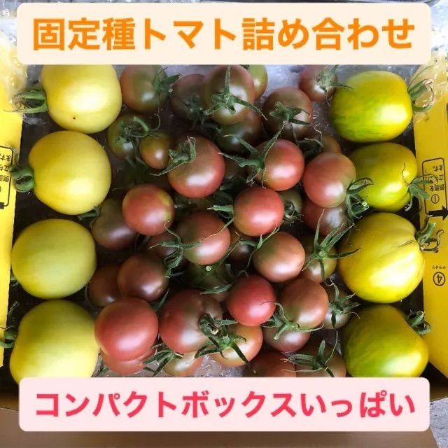 アロイトマト種、ステラミニトマト種、ブラックチェリートマト種 - 野菜