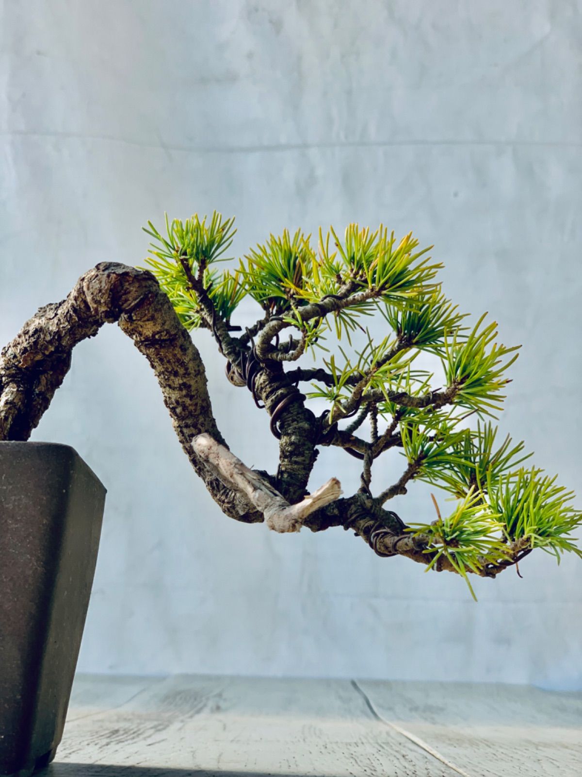 コレクション 五葉松 小品盆栽 ミニ盆栽 ごようまつ 至高の小品 五葉松