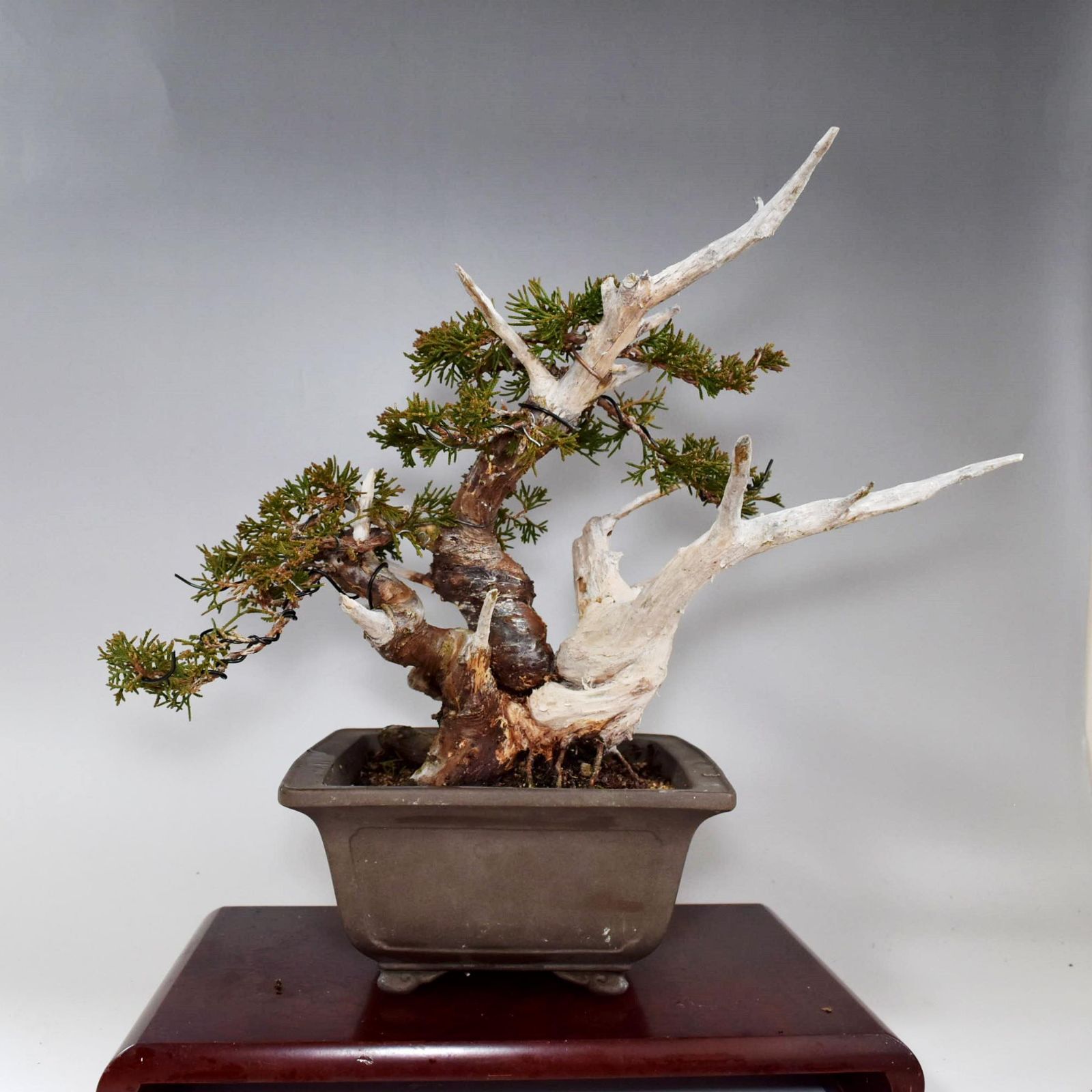 糸魚川真柏 貴風盆栽 樹高25cm 2702 - メルカリ