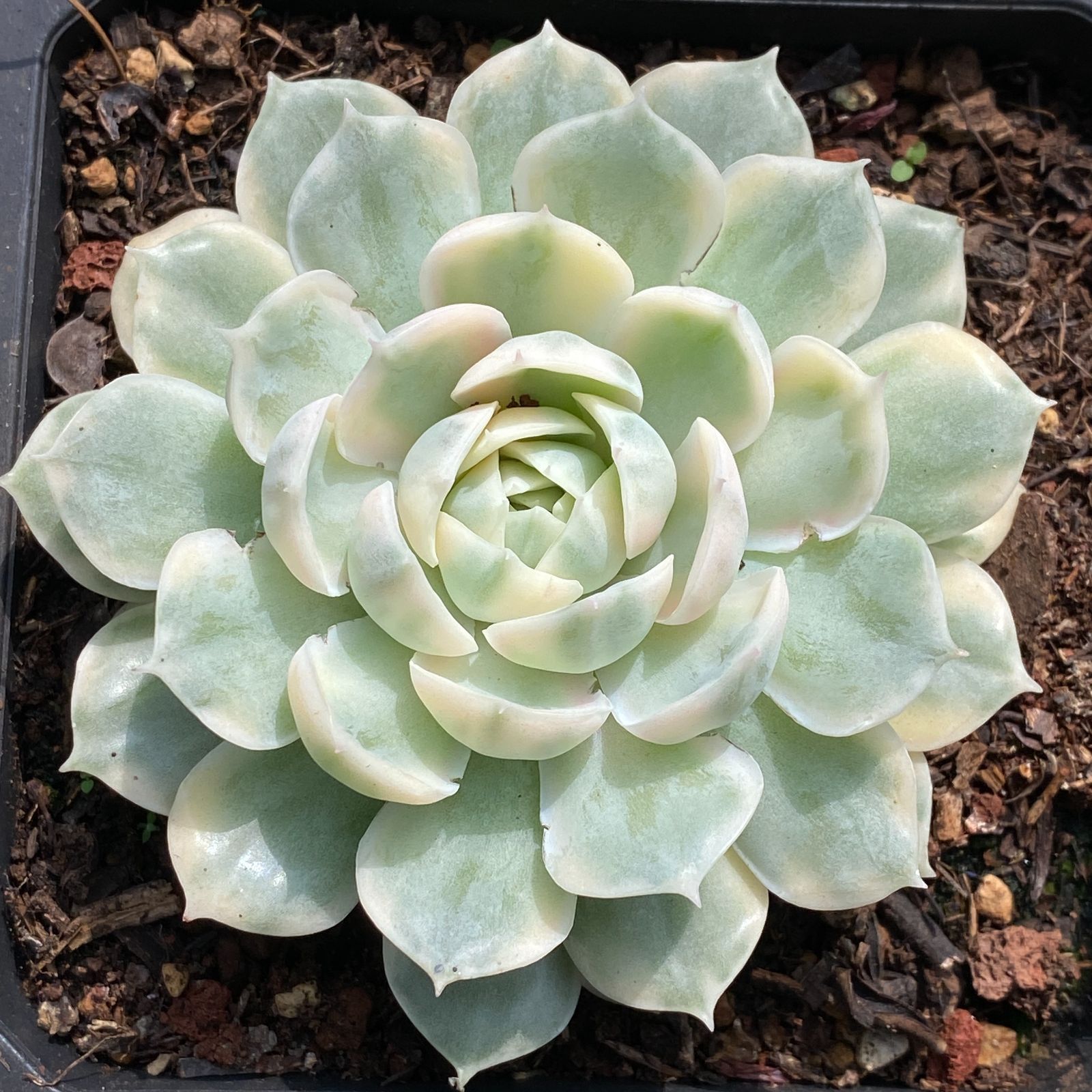 ✵ゴサオン錦 多肉植物 抜き苗 【公式通販】