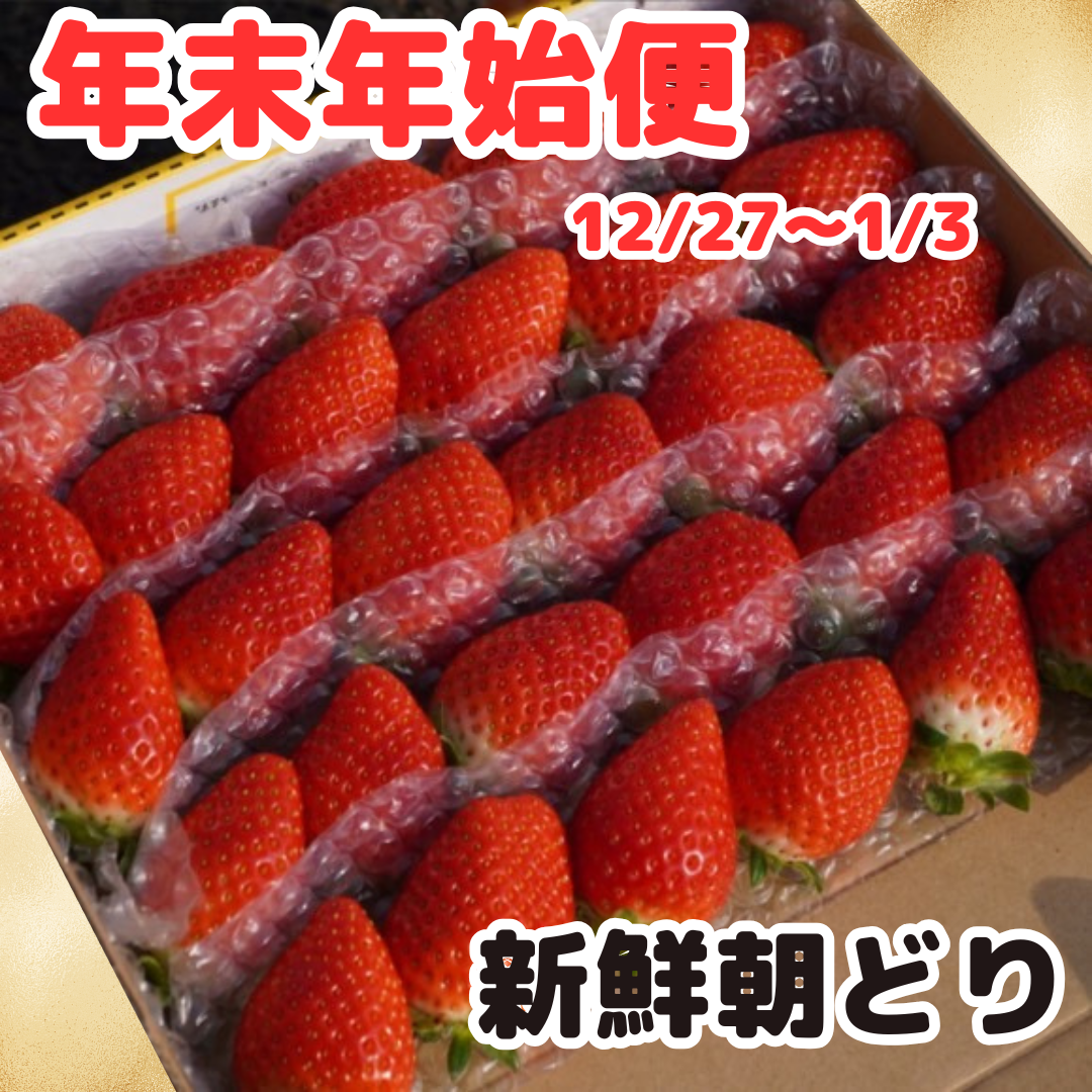 【年末年始便】新鮮朝採りいちご