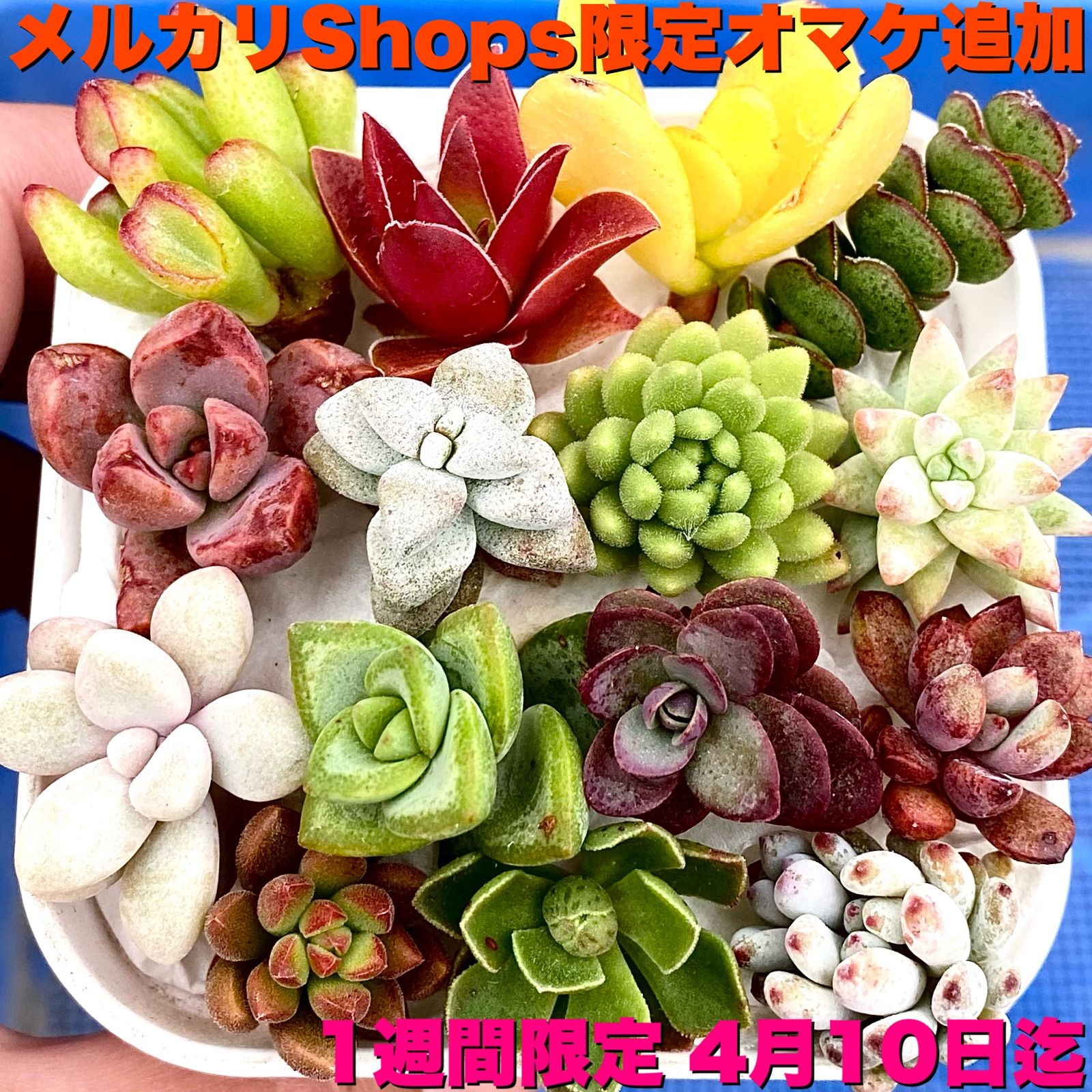 次回発送11日(月)です】多肉植物 カット苗 15品種【1週間限定 10日