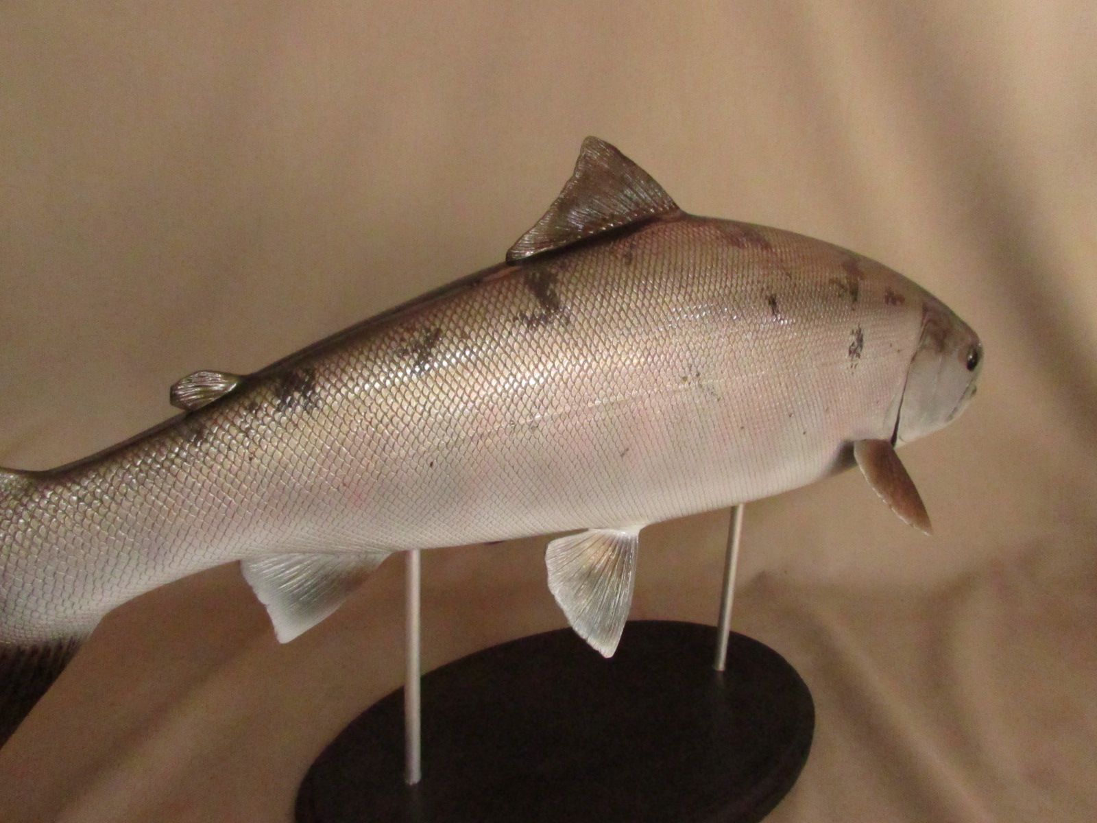 ハンドメイド 64cmサクラマス 桜鱒 釣り フィギュア 魚模型