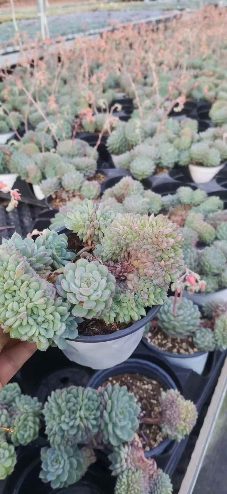 XJB407×50鉢 抜き苗 多肉植物 エケベリア サボテン 韓国苗 新