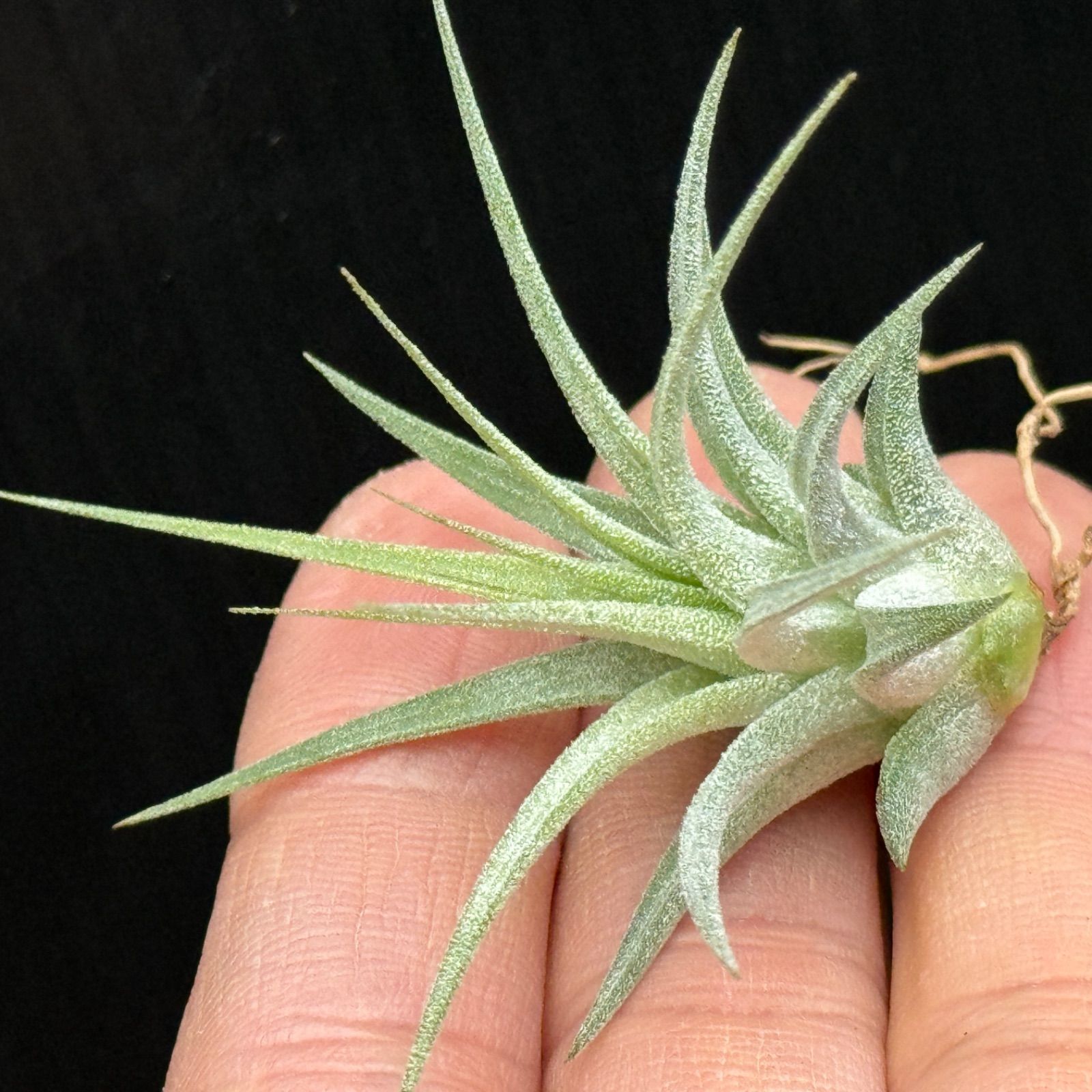 子株＊チランジア イオナンタ マキシマ アルビノ Tillandsia ionantha