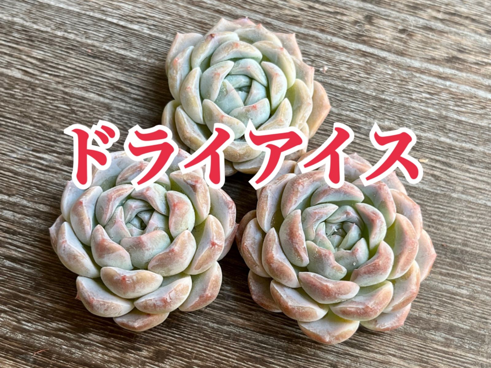 ෆ˚*感謝セールෆ˚* ドライアイス 1苗 抜き苗 寄せ植え 多肉植物 ෆ˚*感謝セールෆ˚* ドライアイス 1苗 抜き苗 寄せ植え 多肉植物 ෆ