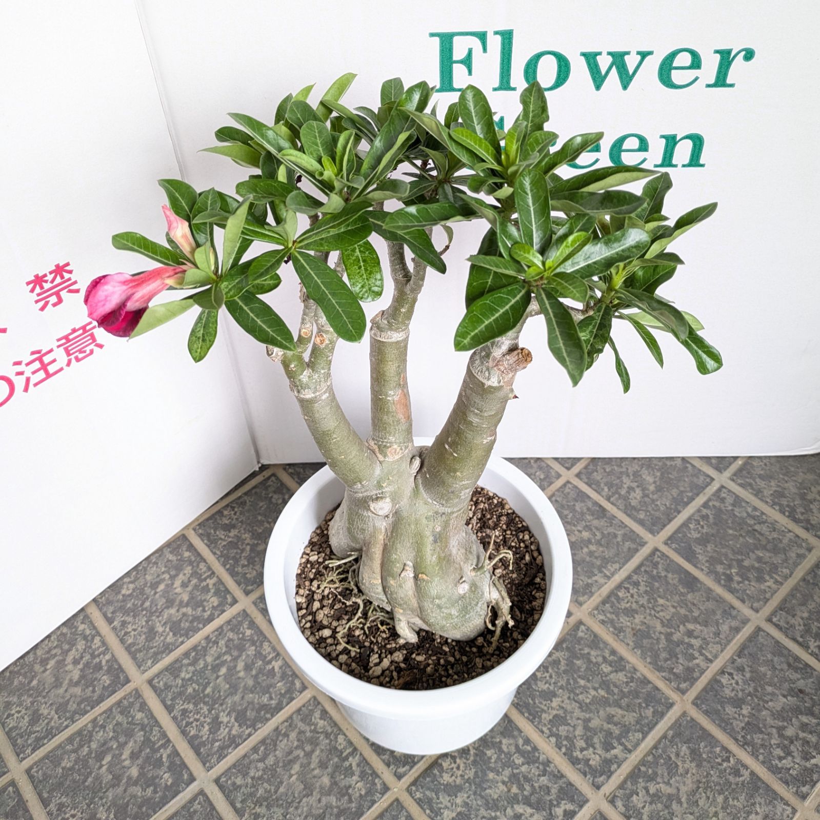 大鉢 アデニウム 8号鉢 花付き 塊根植物 250706 塊根植物 アデニウム