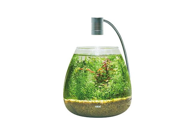 Megreen 新鮮な水草付き グラスアクア ティア―セット 小さな生態系づくりを楽しむ 観賞魚用品 水槽 セット水槽 GEX