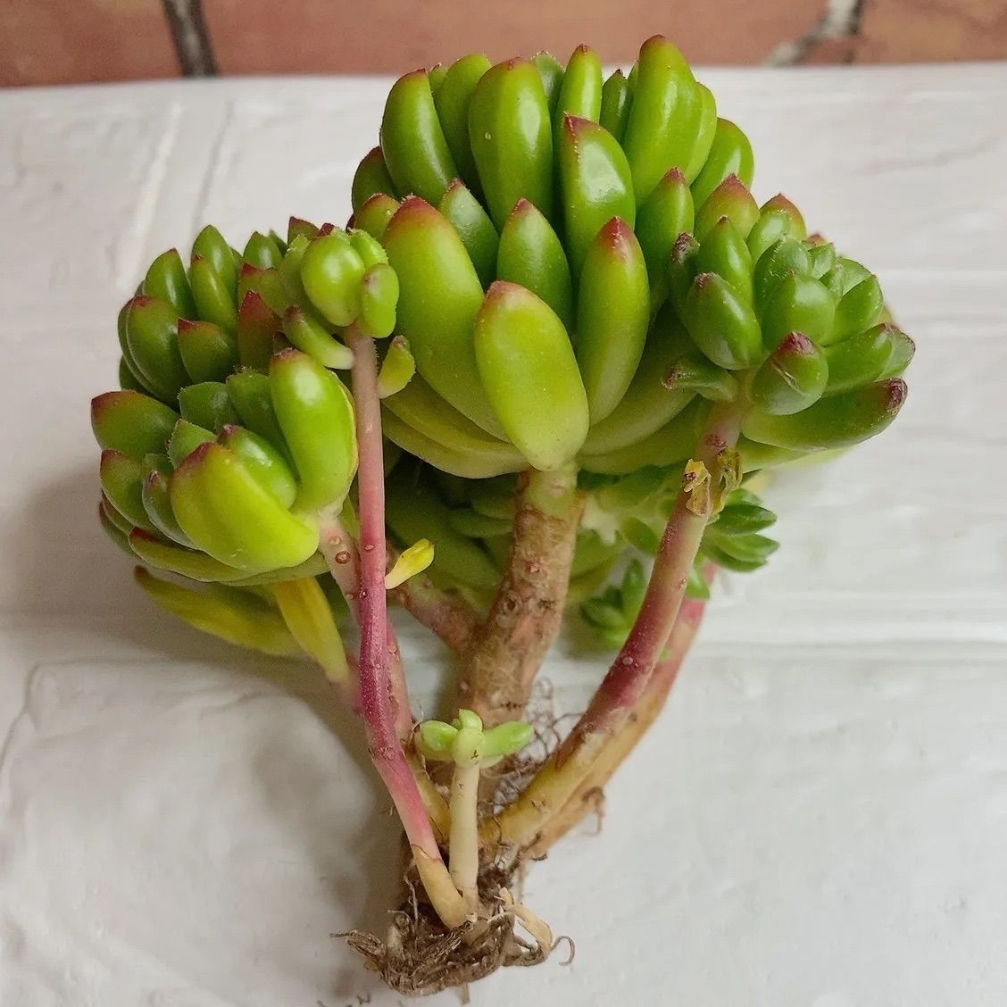 多肉植物 タッチミー ご予約品