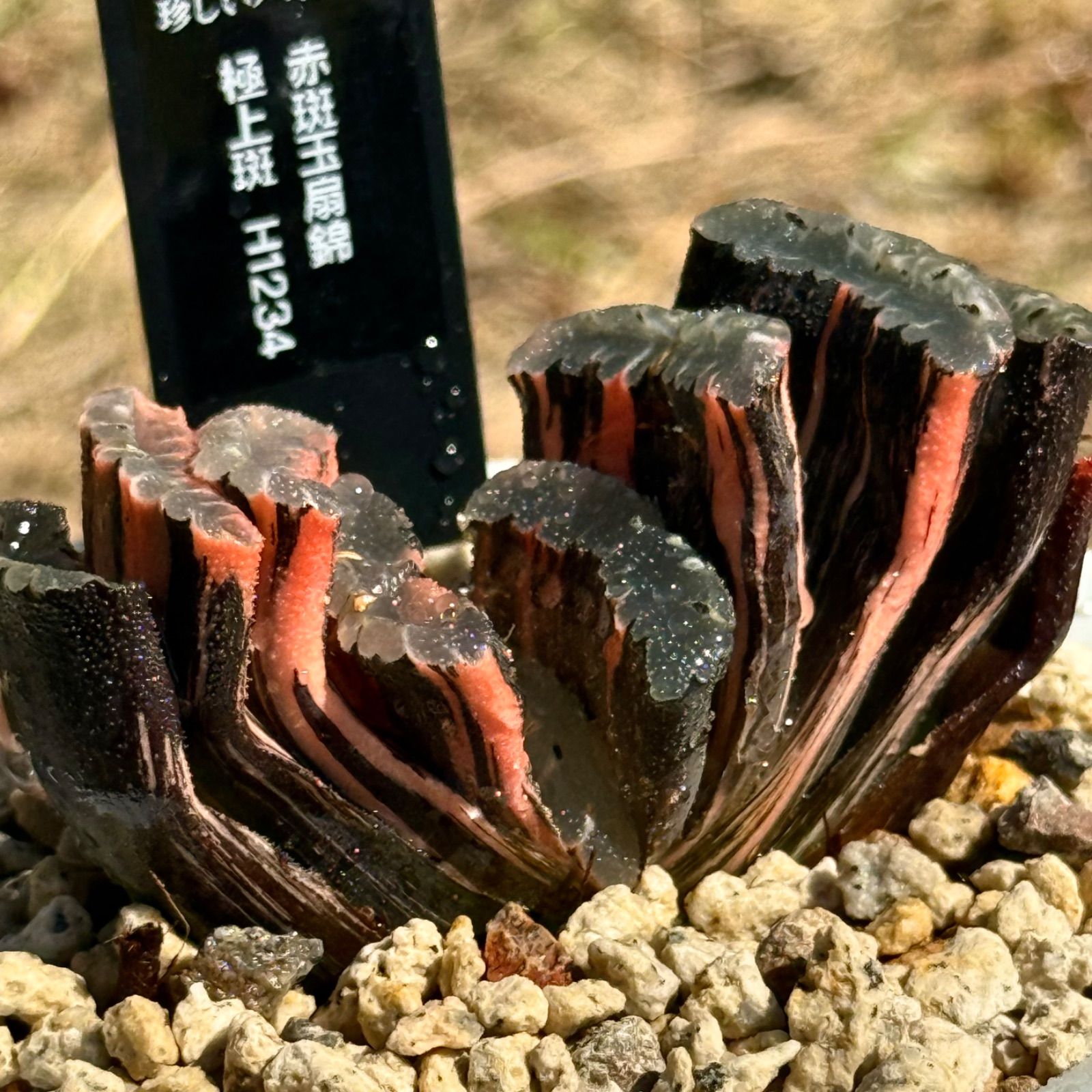 大型玉扇  美品 安い 赤斑玉扇錦 極上斑 親株 H1234 Amazon.co.jp: 多肉植物