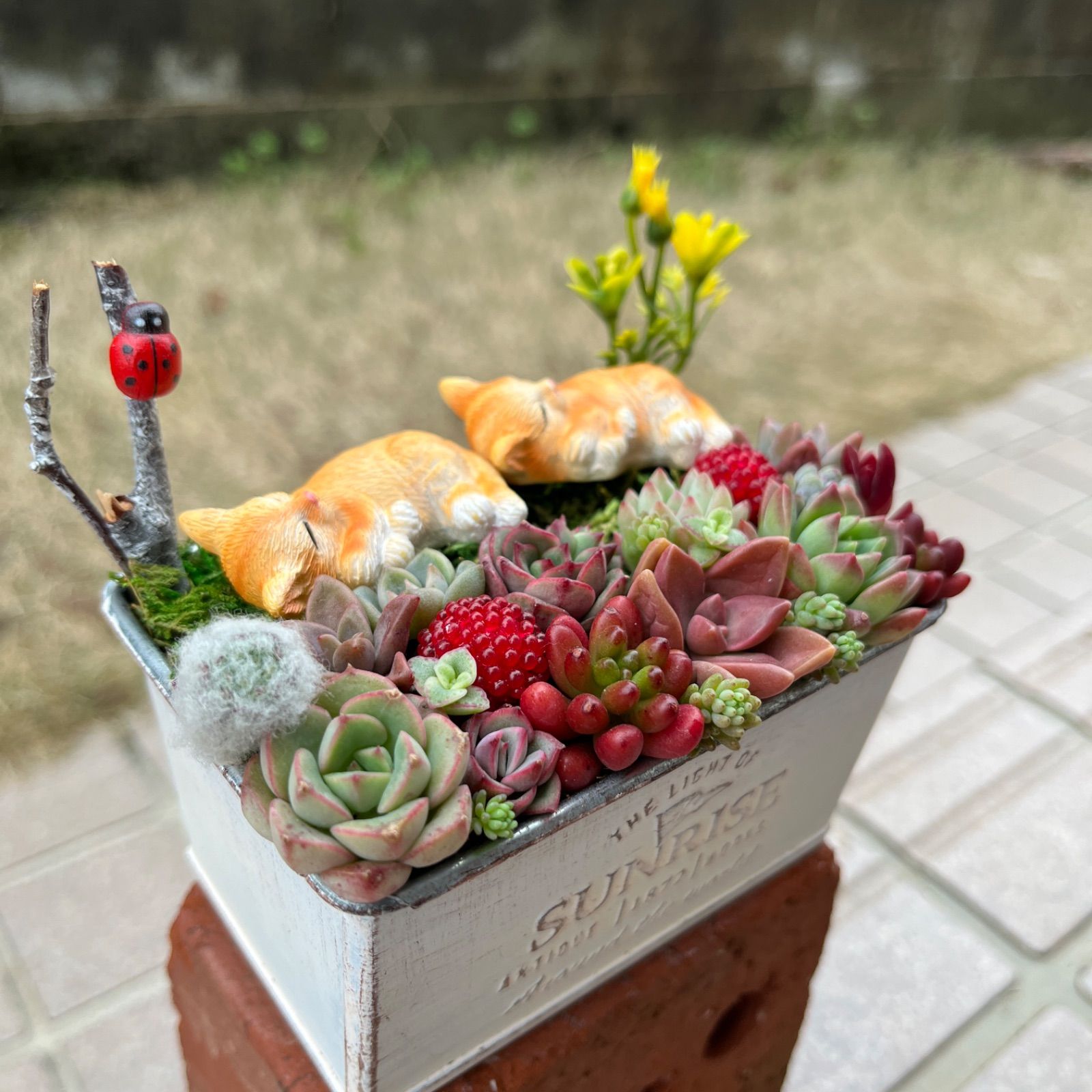 ♡そのまま飾れる♡仲良しネコちゃんのお昼寝♬可愛い多肉植物寄せ植え