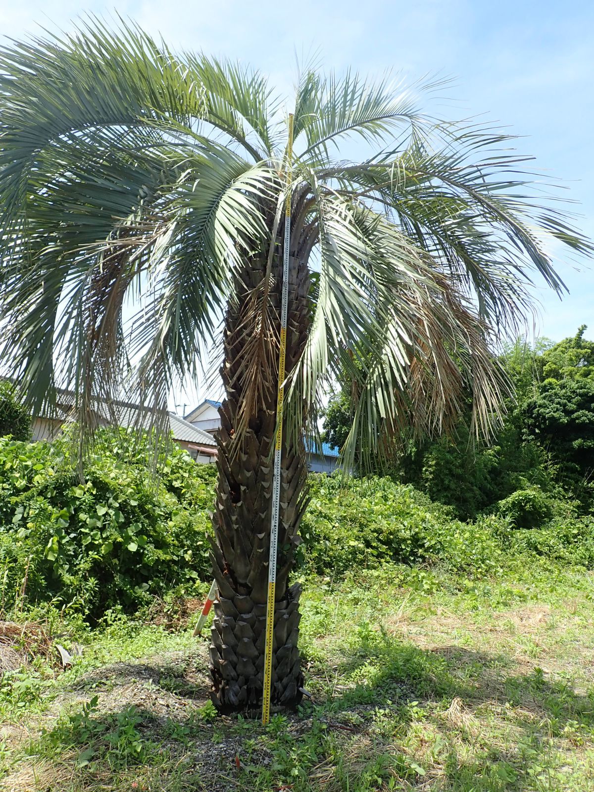 配達無料】植樹工事込み・巨大なココスヤシ。樹齢約80年 静岡県