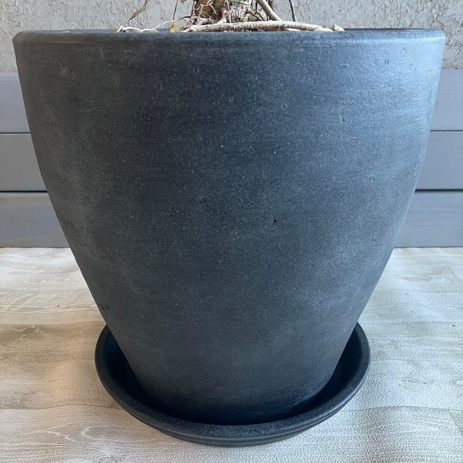 幹太 フィカス アルテシマ 特大 幹太 フィカス アルテシマ 特大