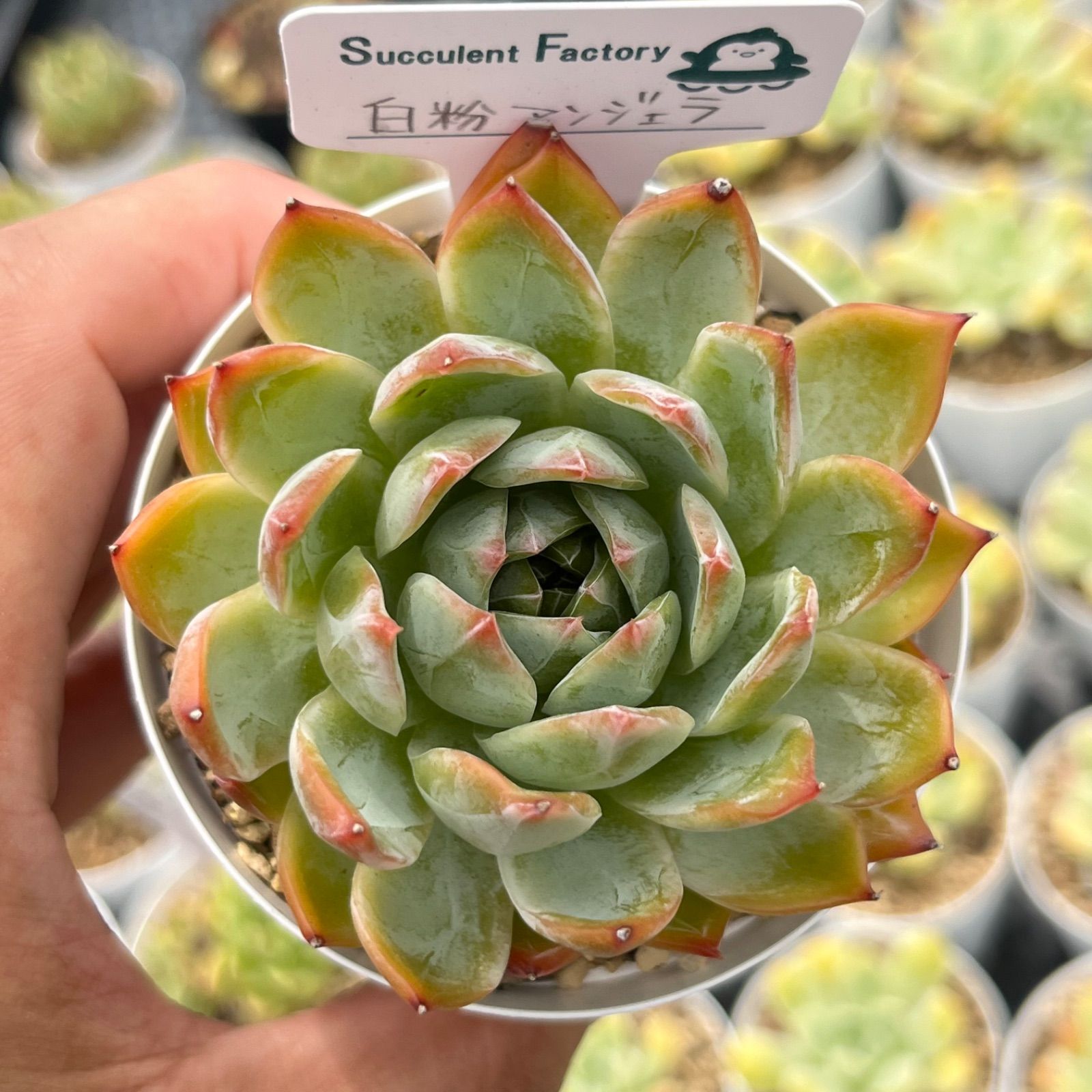 多肉植物 Spica メルカリ初出品
