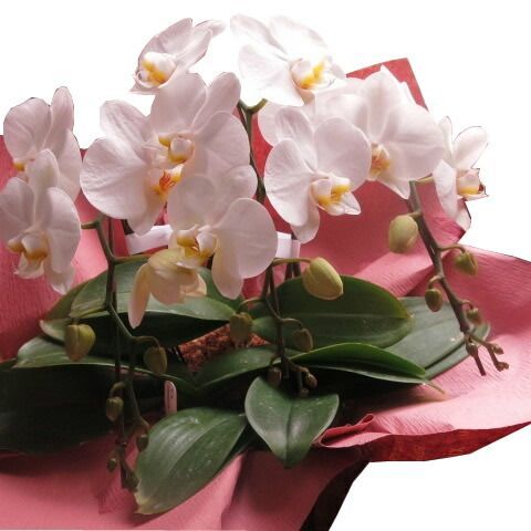 母の日 プレゼント