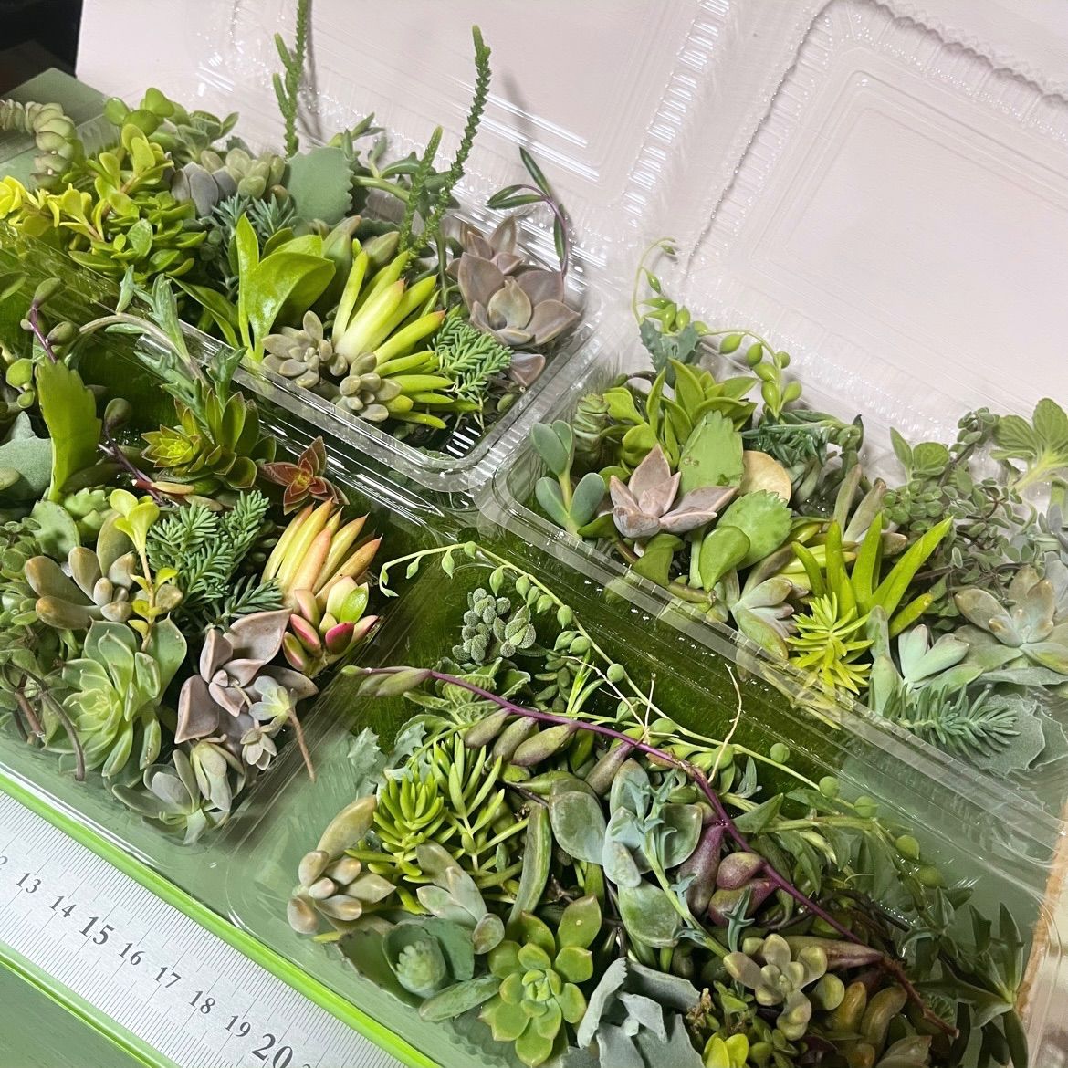 多肉植物カット苗詰め合わせ〜色々100グラムセット - メルカリ