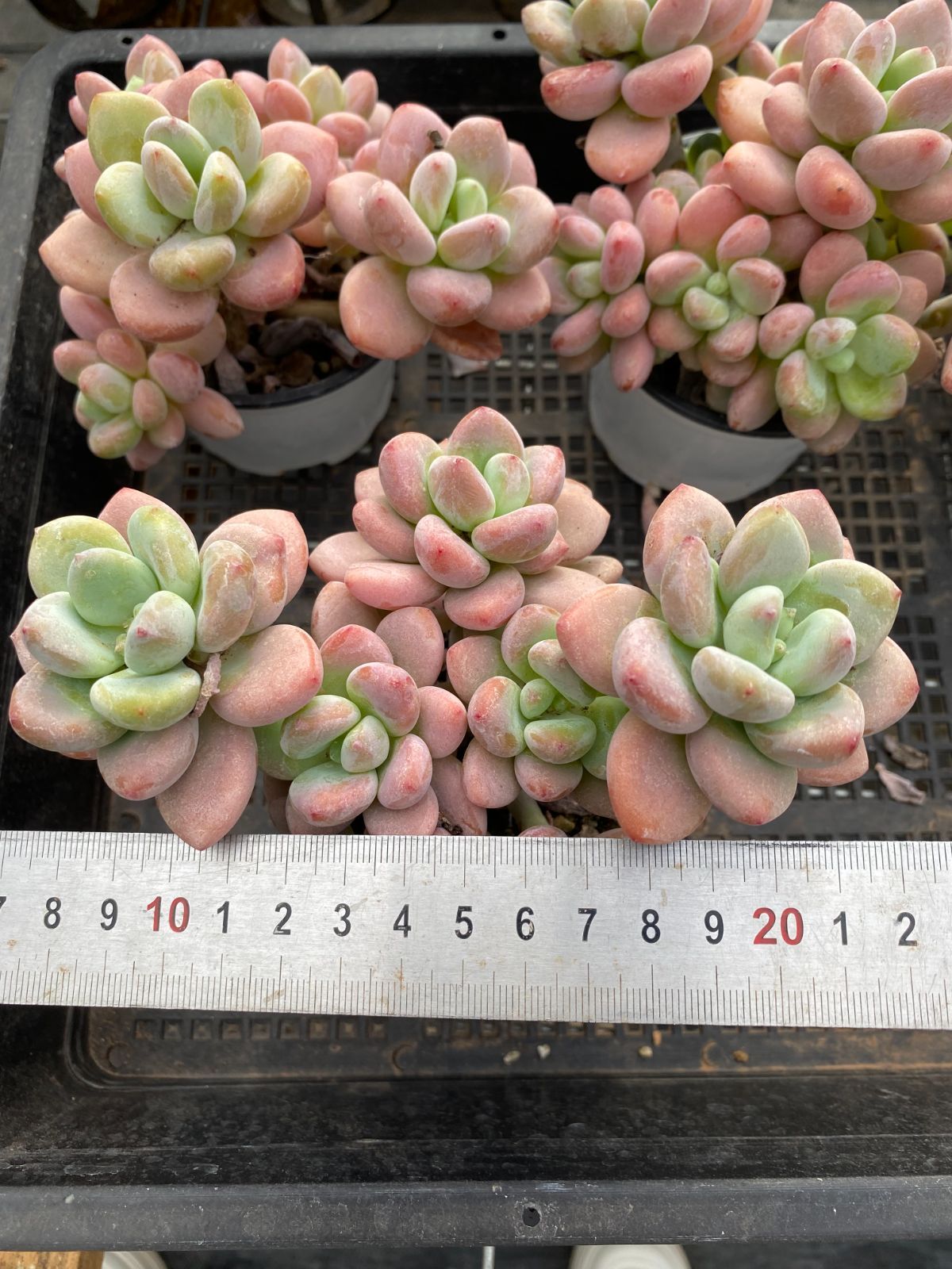 多肉植物 韓国苗 Totty様 多肉植物 韓国苗 Totty様