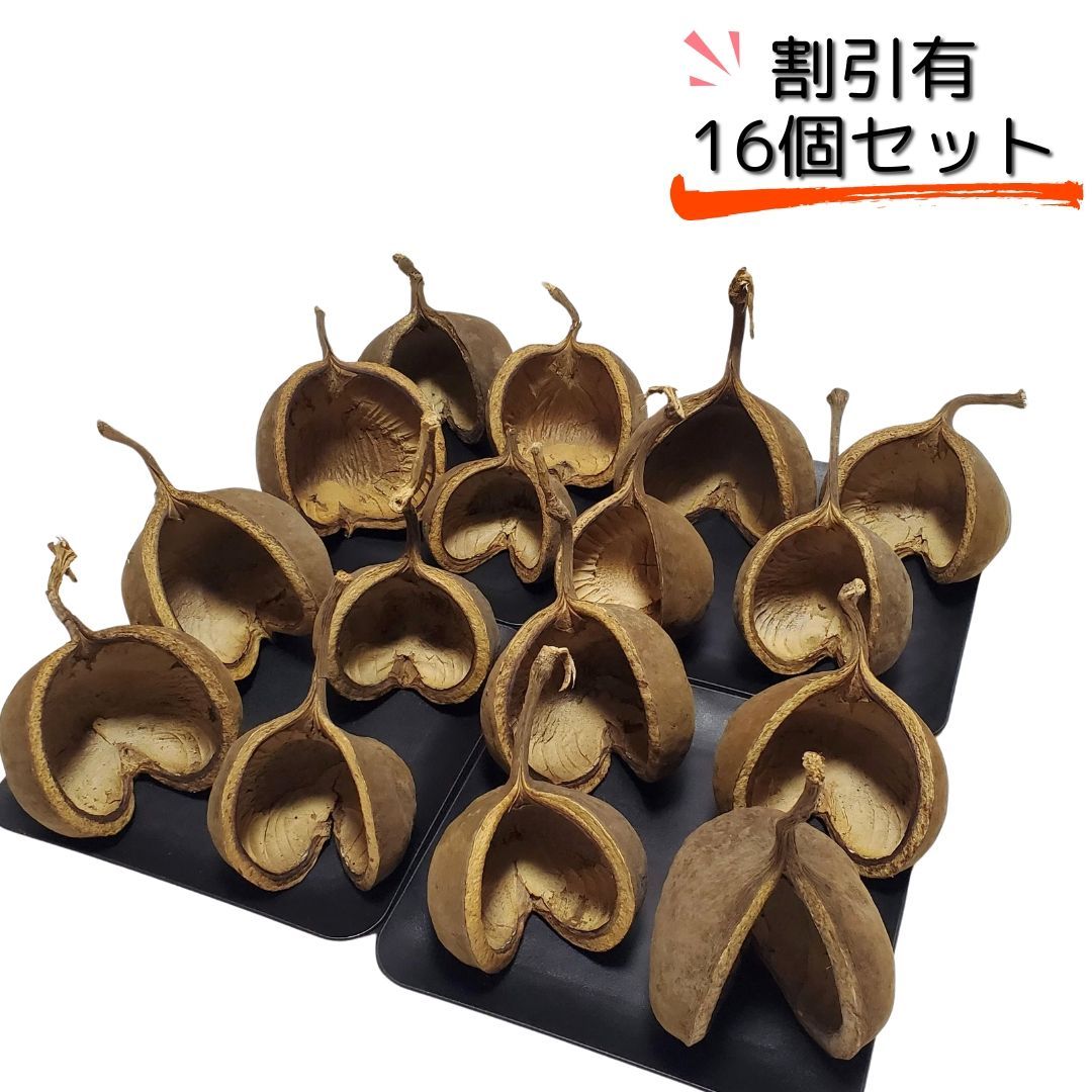 ブッダナッツ 割引有 16個セット L ナチュラル ハンドメイド花材 花材 クリスマス ウエルカムスペース ウェディング 贈り物 プレゼント 飾り物 インテリア花材