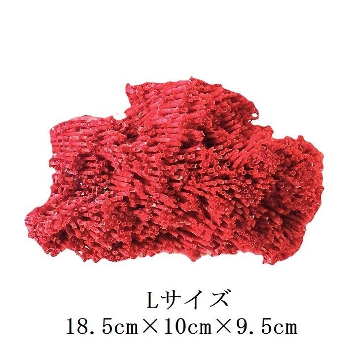 珊瑚礁 サンゴ礁 珊瑚 サンゴ パイプオルガン珊瑚 管珊瑚 赤珊瑚