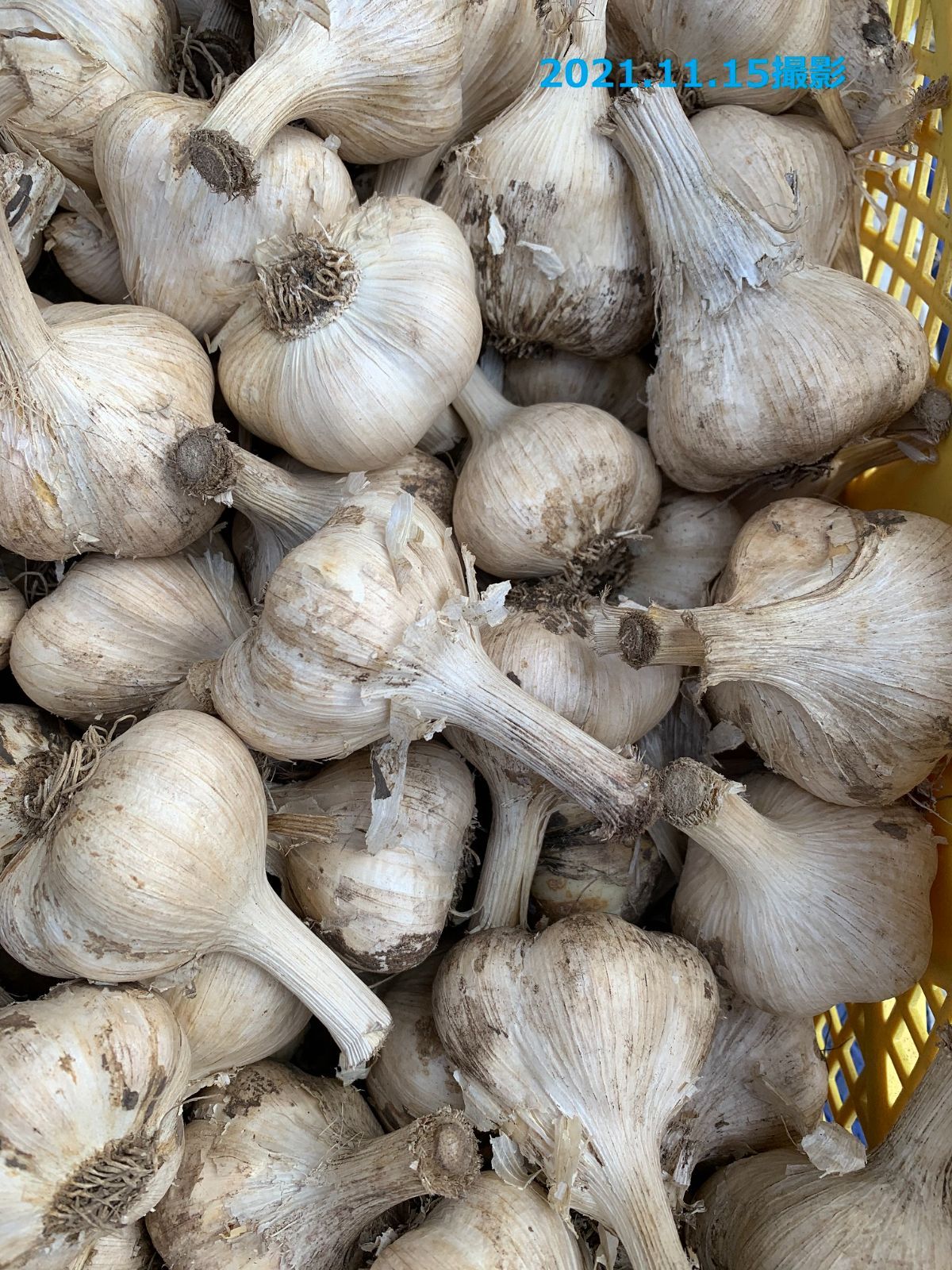 青森県にんにく10Kg 2L - 野菜