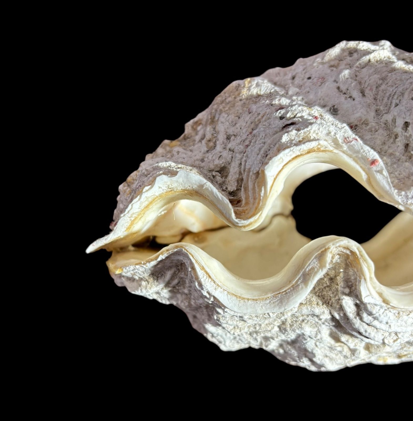 希少】 本物 特大 天然オオシャコガイ コレクション